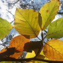 Herbst – Blatt- u. Versicherungswechsel?